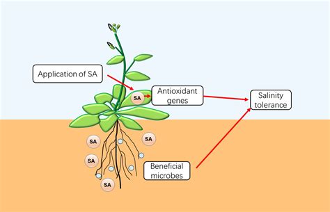 植物旅行有哪些植物？植物旅行在生物学上是个有趣的议题，它不仅关乎植物如何传播种子，还涉及它们与环境互动的方式。